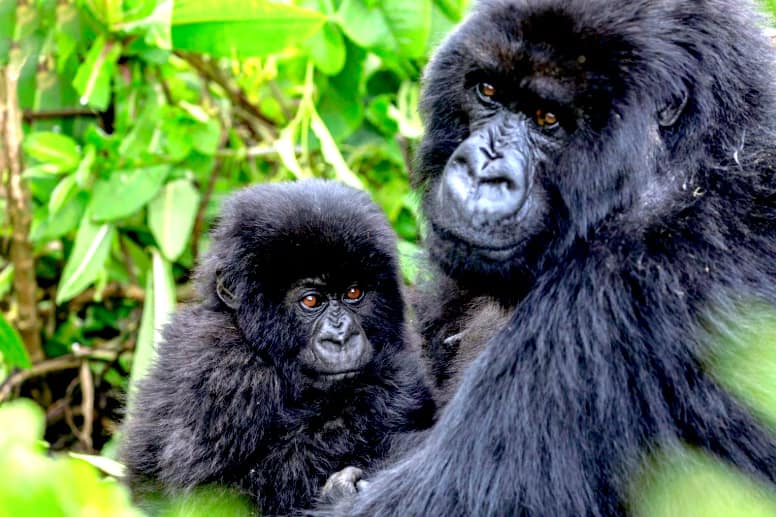 How to Book Gorilla Trekking in Rwanda 2026: Permits, Costs & Everything You Need to Know
