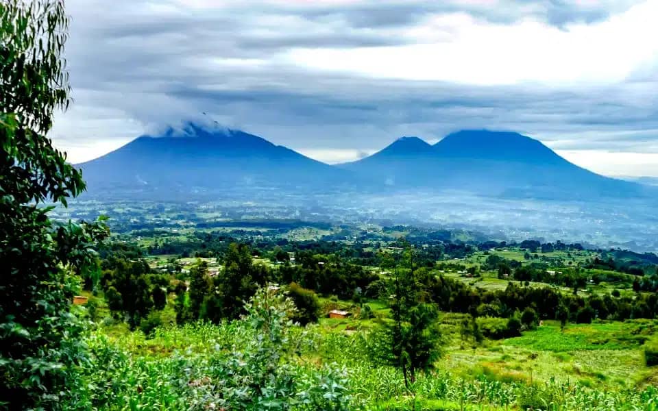 Volcanoes National Park Rwanda Day 4 gorilla trek forest